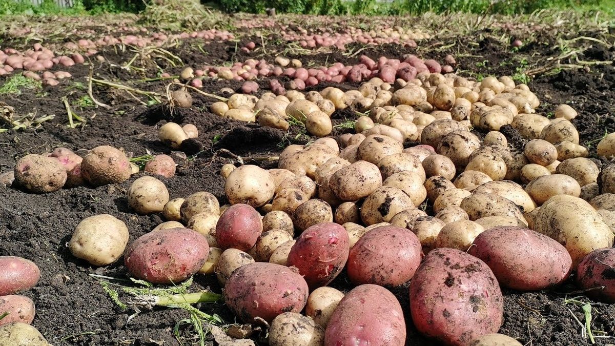 ������ ������ ������ 2026 ����