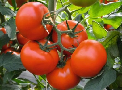 ������ ��� �����: ����������� ��������� ������� ��� ���������� �������