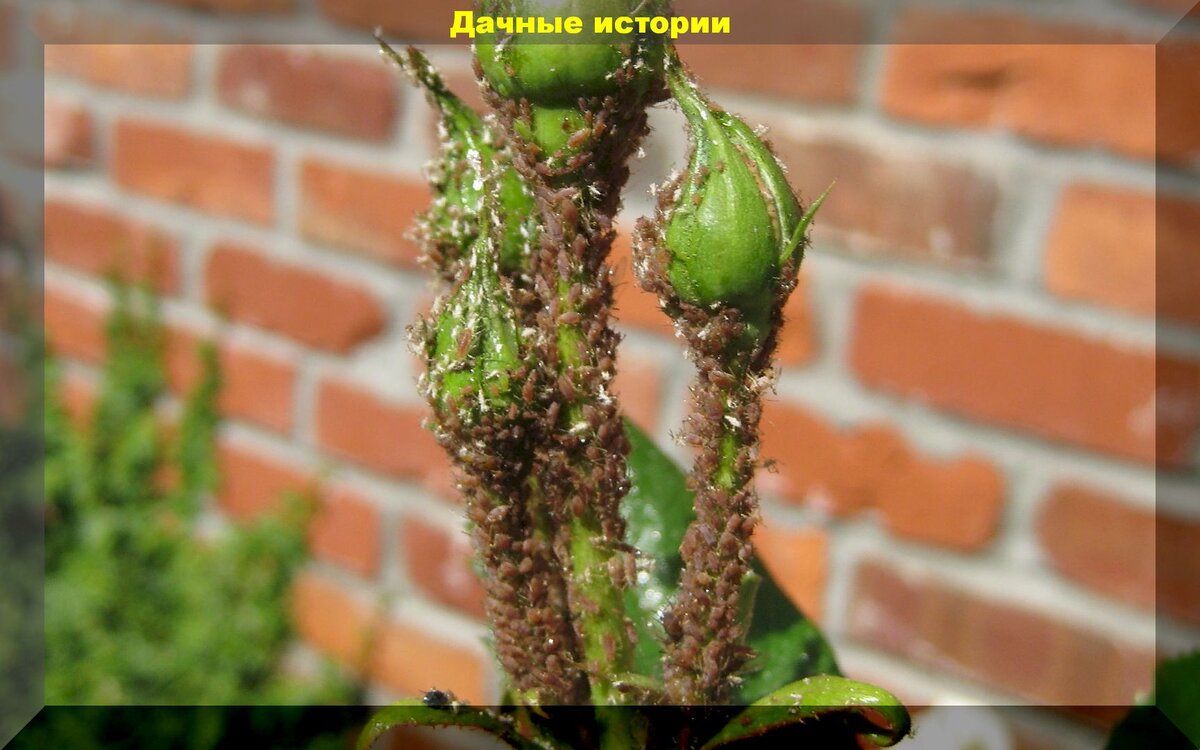 Водка против тли: эффективное средство или миф?