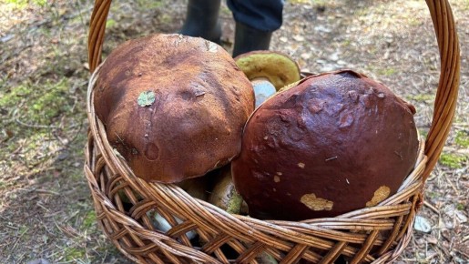 ��������� �������: �����, ������� ����� �������� � ������������� ����� �� ����