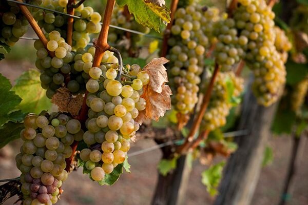 Все о винограде Рислинг: от сортовых особенностей до секретов выращивания