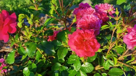 ����������� ��������: ��� ���������� �������� ������� ���� ������