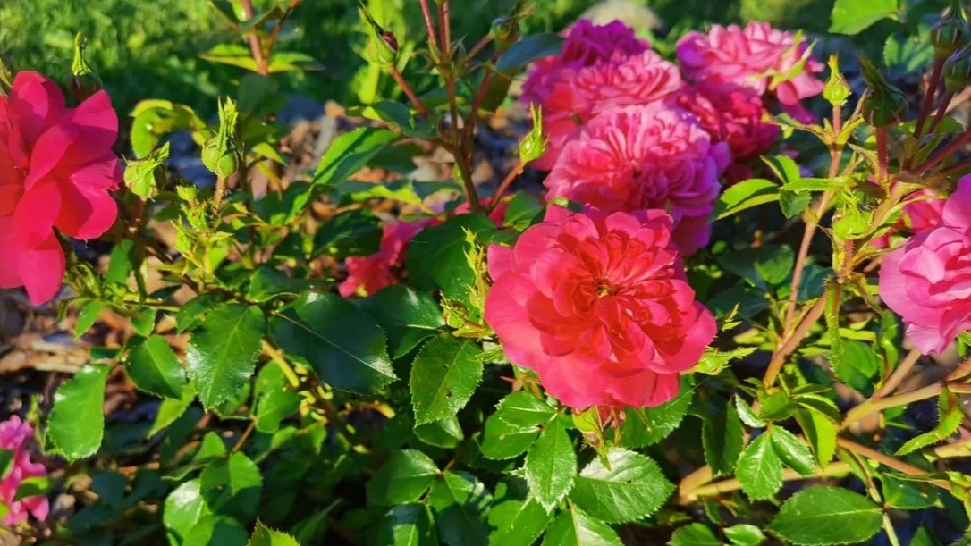 Возвращение цветения: Как английские садоводы спасают розы Остина