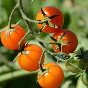 Выращивание овощей и ягод в квартире: секреты успешного домашнего огорода