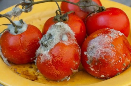 ������ ��������: ��� ������� ������ �� ����������� ������