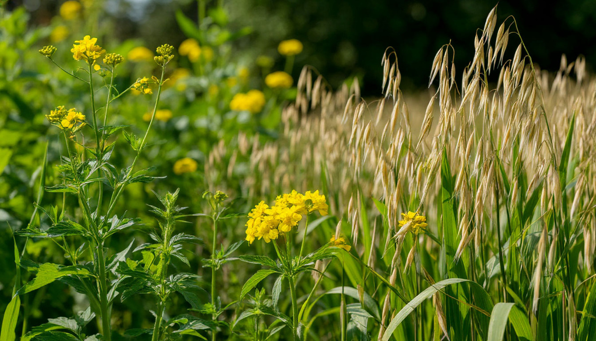 Осенние сидераты: как выбрать лучшие растения для улучшения почвы после урожая