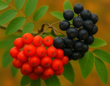 ������ ������: ��� ������� ���� � �������, ��������� ���� �������