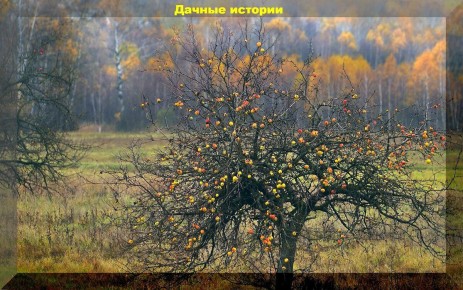 Секреты ухода за садом: какие растения не требуют обрезки зимою