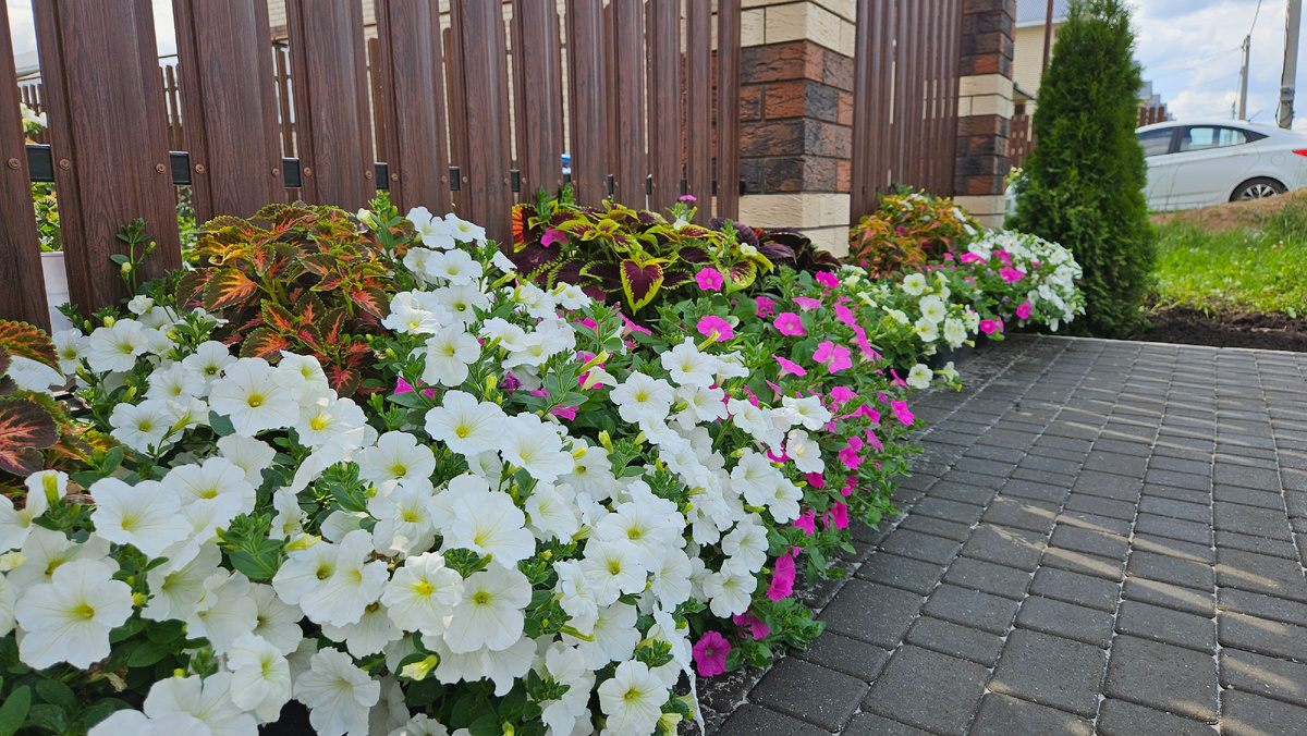 Сад в начале лета: что изменилось за месяц