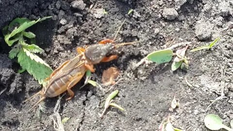 Способы защиты урожая: как эффективно справиться с медведкой на вашем участке