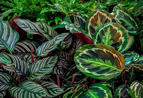 Искусство ухода за орхидеями: секреты и советы для создания цветущего рая