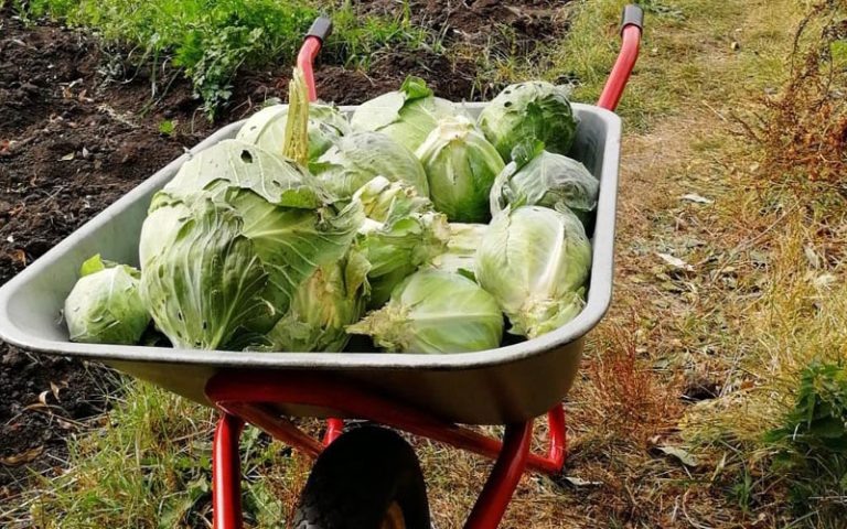 Квашеная капуста: вкусный путь к здоровью и долголетию