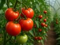 Сентябрь: советы по уходу за томатами в теплице