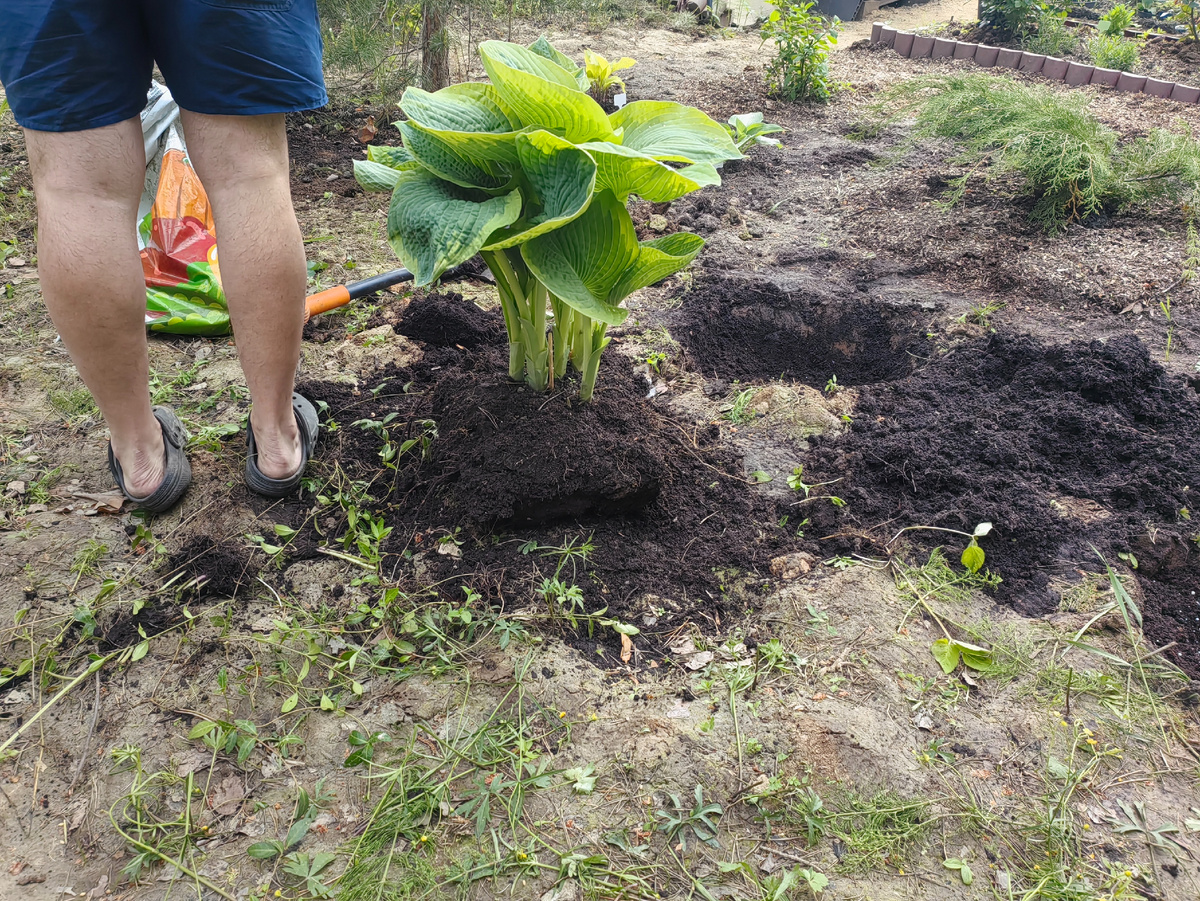 Как картон может улучшить здоровье вашей почвы: неожиданные результаты