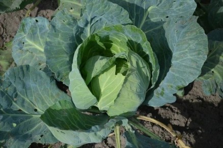 Эффективные советы по подкормке капусты для максимального роста кочанов