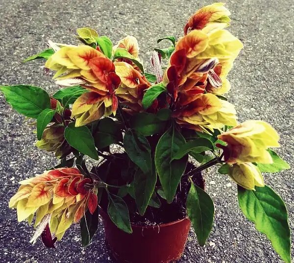 Белопероне: тропическое чудо, цветущее круглый год на вашем подоконнике