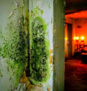 Как избавиться от плесени на стенах: простые и эффективные решения