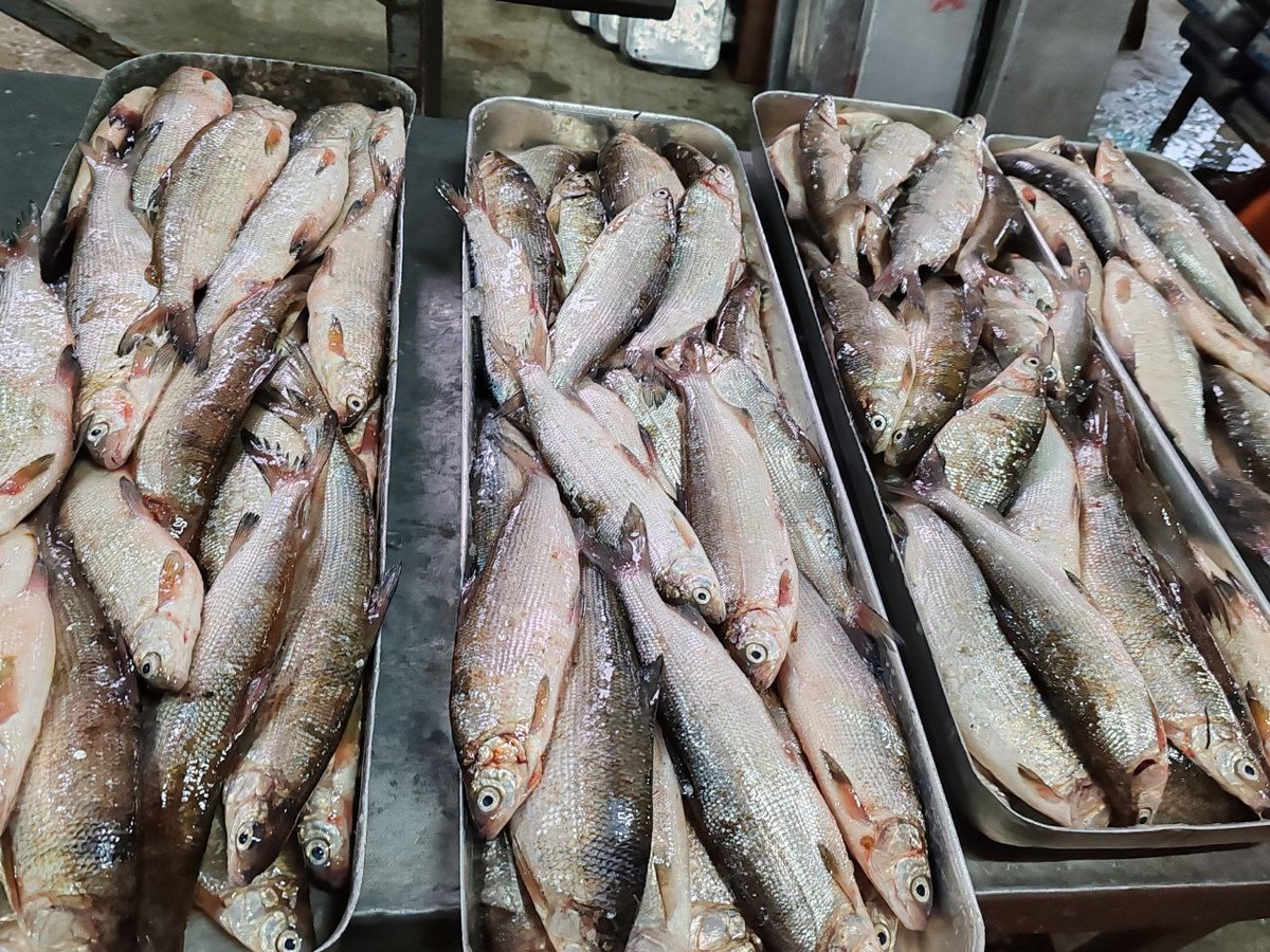 Пыжьян: неожиданный деликатес из сибирской реки