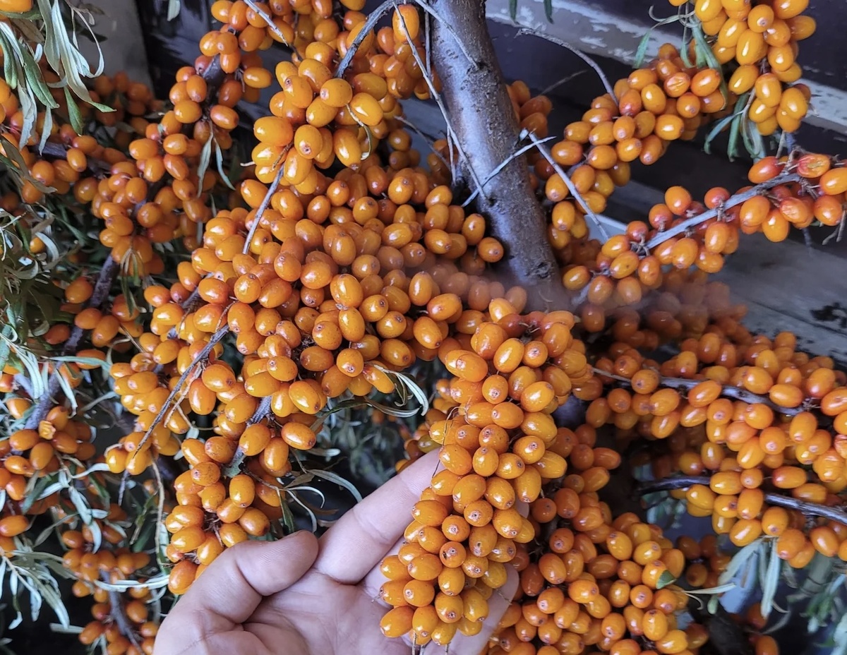 Почему облепиха вызывает споры: интересный взгляд на суперфуд