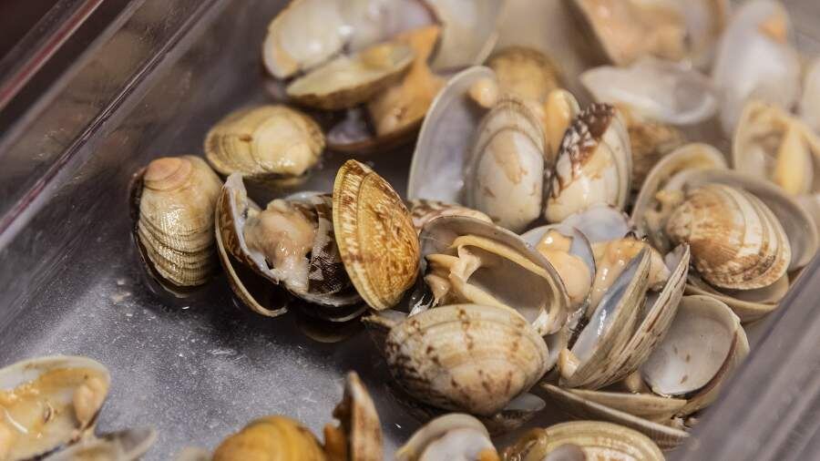 Ученые открывают новые горизонты в здоровье моллюсков и льда