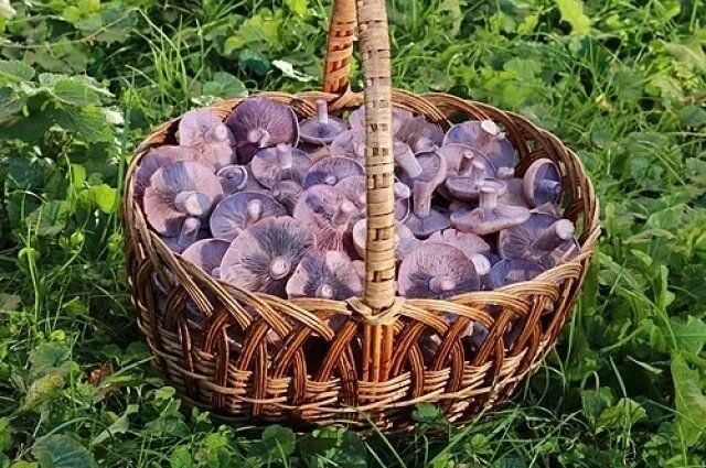 Уникальный мир рядовок: как отличить съедобные грибы от опасных двойников