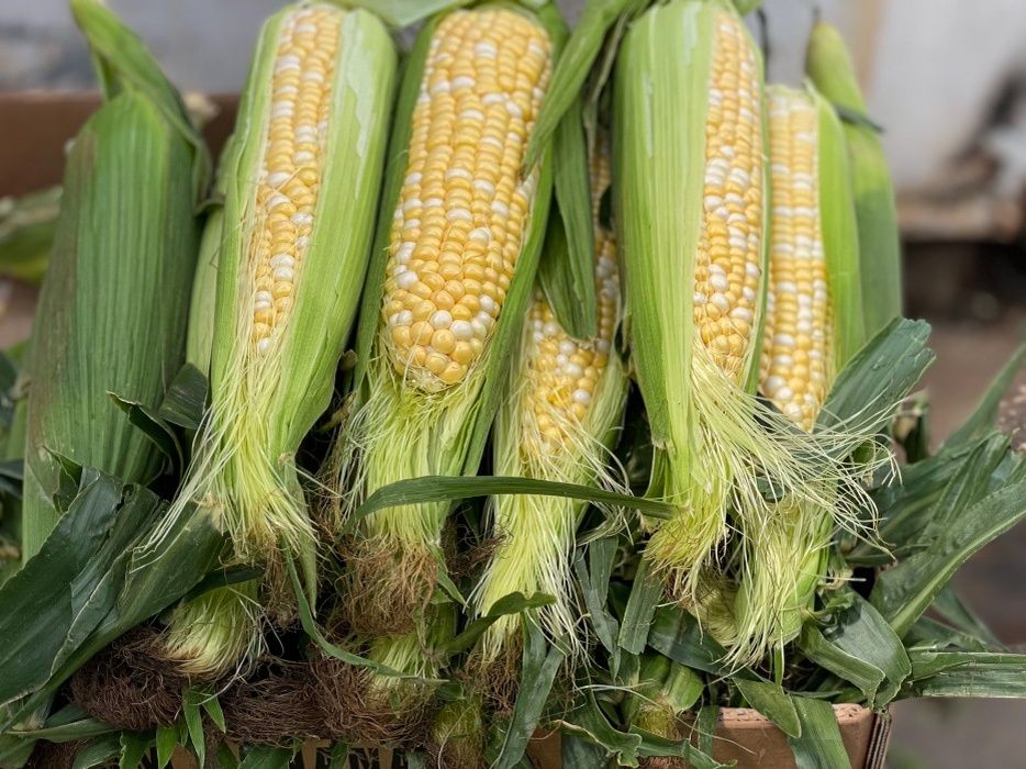 Секреты варки кукурузы: как сделать ее сладкой и сочной