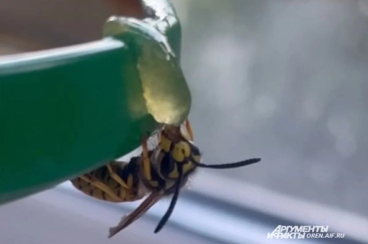 Оренбуржье предотвращает незаконный экспорт меда в банки из-под майонеза