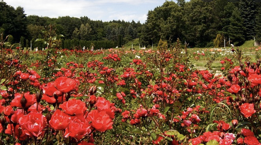 Долина роз: рай или просто красивое место?