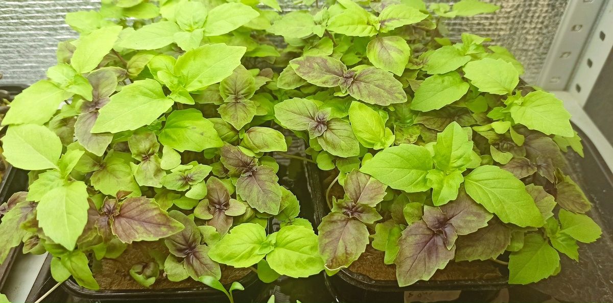 Базилик: Лето в каждом листе