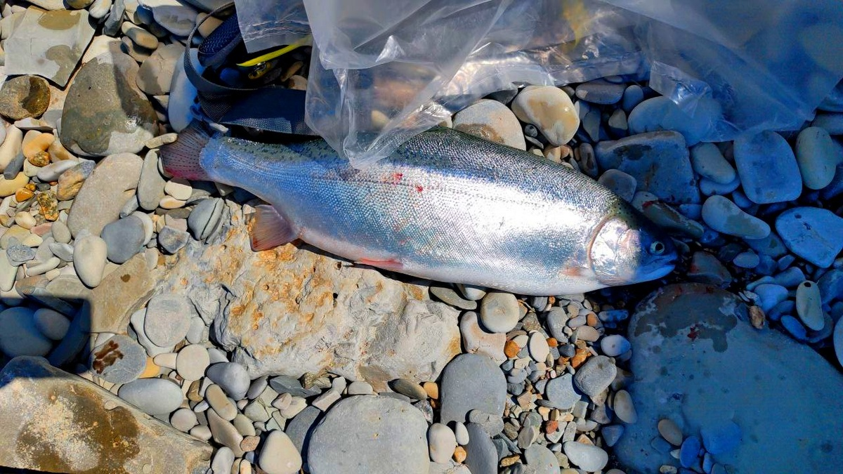 Кто такая радужная форель и зачем она нужна