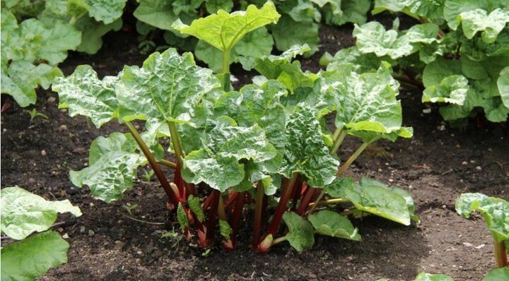 Нежное варенье из ревеня: вкусное угощение для вашего стола