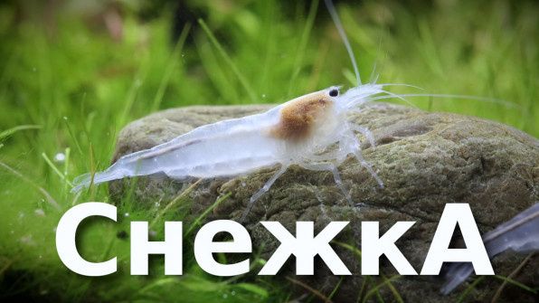 ����� ������ ���������: �����������, ������� �������� �����