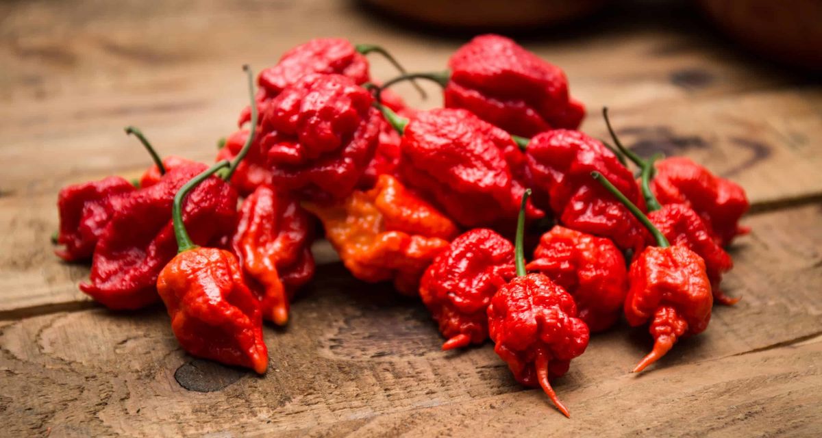 Pepper X: �����, ������� ������� ���� ����� ��������