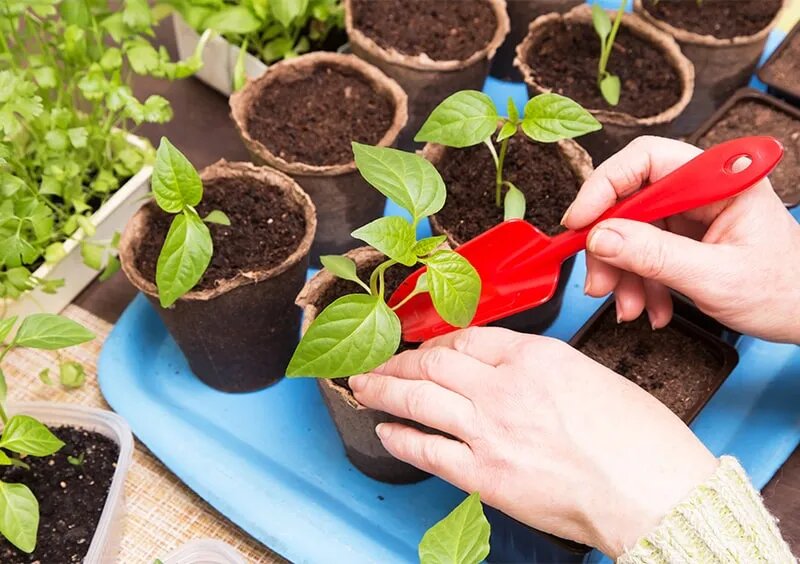 Пикировка рассады перца: секреты идеального урожая