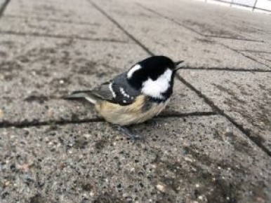 ������ ������������� �������������� ������ ��� ���� �� �������� ��������