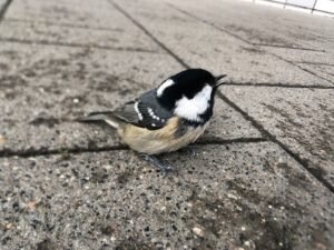 Россия разрабатывает биоразлагаемую посуду для птиц из рисового крахмала