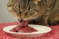 Печень для кошки: полезное лакомство или скрытая угроза?