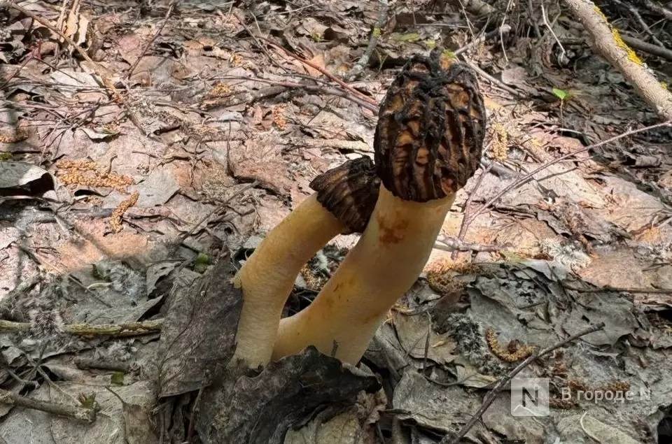 Нижегородцы активно собирают грибы в начале апреля