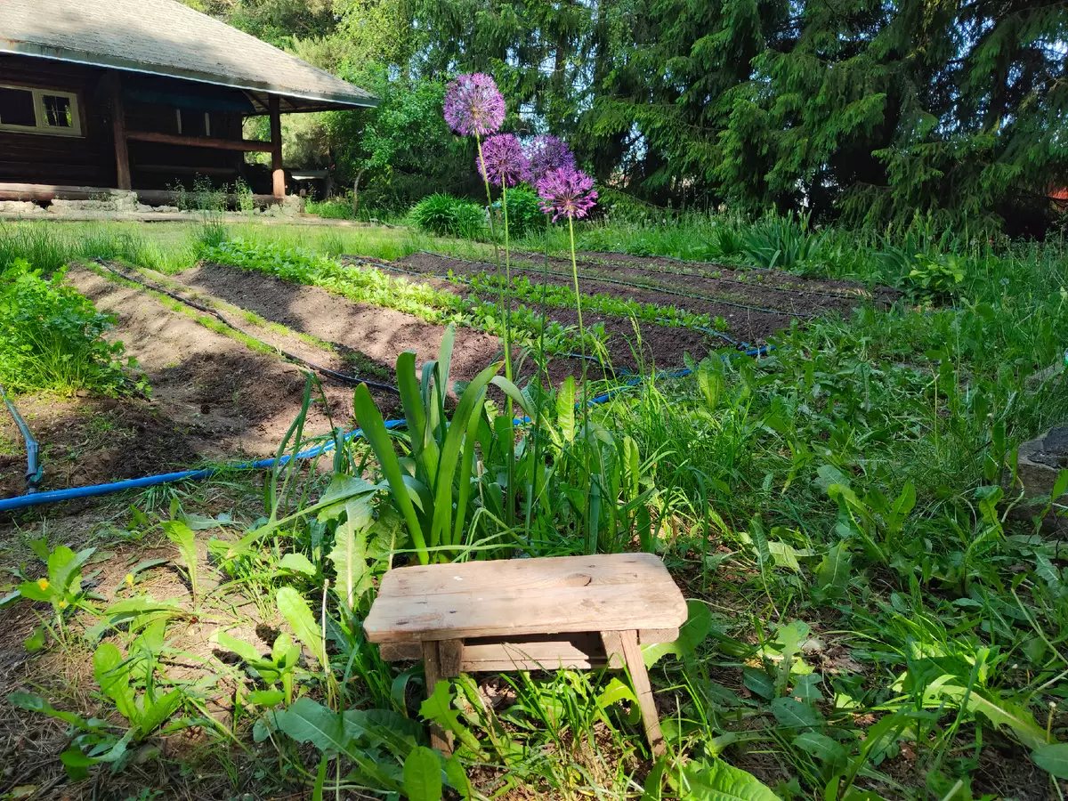 Дачная скамеечка и три дня вкусного меню: что приготовить на природе