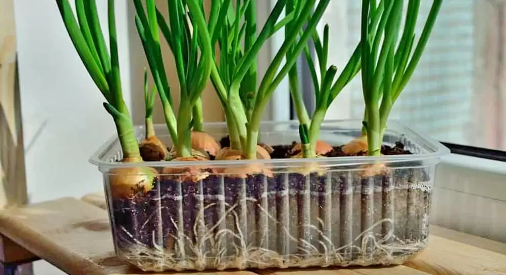 Как легко организовать зелёный огород на зимнем подоконнике