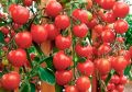 Тайны успешного урожая: пяти лучших подкормок для томатов этой жары