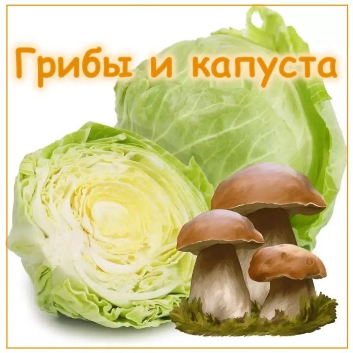 Грибы и капуста: секреты грибной солянки