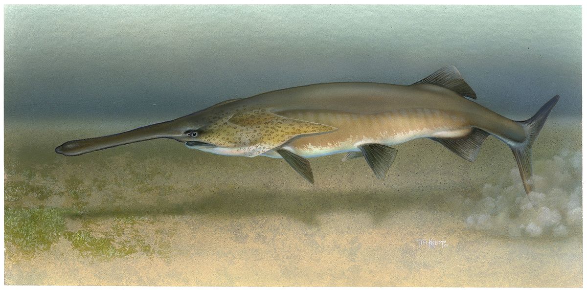Веслонос (Polyodon spathula Walbaum, 1792)