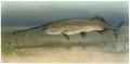 Веслонос (Polyodon spathula Walbaum, 1792)